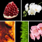 Preview: Duftnoten: Granatapfel, Orchidee, Amber, grüne Noten, Kirschblüte